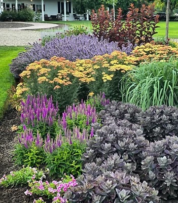 Flower Seeds (Multiple varieties) 100+ Seeds :) Instructions Included x - Image 1 of 4