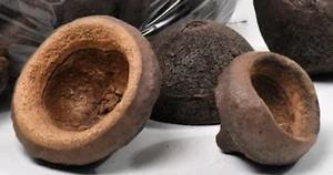 1x Chapeuzinho pod 5-10cm - Aquarium Botanical's