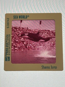 Vintage 1976 SEA WORLD Pana Vue 35mm Slide - DOLPHIN FLIPPER RIDE - Picture 1 of 1
