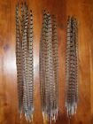 30 COCK PHEASANT TAIL FEATHERS 18"to 20" FLY TYING ART.FLORAL DISPLAY,JEWELLERY