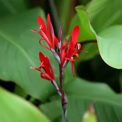 15粒Canna Warscewiczii种子 — 第 1/4 张图片