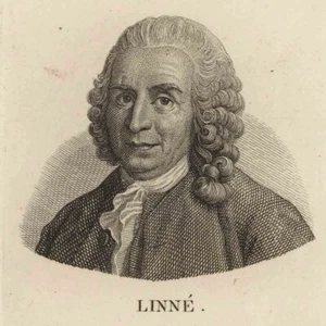 Ernst Riepenhausen Carl von Linné retrato naturalista grabado original alrededor de 1820 - Imagen 1 de 3