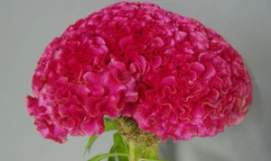 ¡Enorme Celosia Cerebral Rosa Oscuro! ¡50 semillas! ¡Peine S/H de 2-4 pies de alto! ¡ANTIGUA PLANTA AMISH! - Imagen 1 de 1