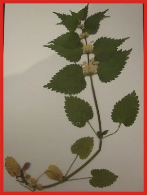 4 Pflanzen mit Wurzeln zum Auswählen für Herbarium, viele Familien, auch Gräser - Bild 1 von 4