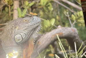 16“ x 24“ Everglades monster photo re-print on canvas Stretched on wood frame - Picture 1 of 1