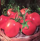 Bangladeshi F1 Hybrid Tomato ????? 40 Seeds £1.99 Shipping £0.85P
