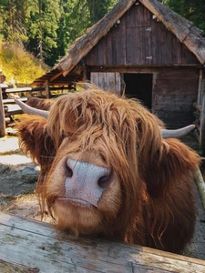 Highland Cow Farm Rustic Cattle Cowboy High Quality Canvas/Photo Paper PA18 - Picture 1 of 6
