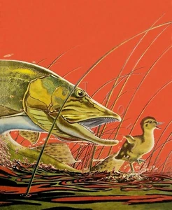 ANTICA COPERTINA RIVISTA REPRO 8X10 ARTE PESCA FOTO STAMPA MUSCHIO DOPO BABY DUCK - Foto 1 di 1