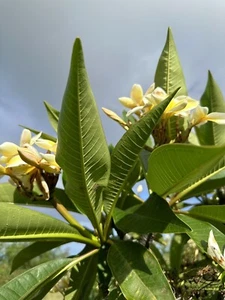 Yellow Plumeria Fresh Starter Cutting Triple Head Width Varies 10inch x1 - Picture 1 of 6