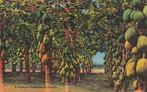 Postal de plantación de papaya en Florida - Imagen 1 de 2