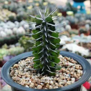 Hermoso jardín vivo Alluaudia Montagnaci 8 cm 1 pieza rara plantación Alluaudia - Imagen 1 de 11