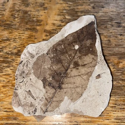 Fossil Plant Aspen Leaf Populus sp. Miocene period Wheeler County Oregon USA - Image 1 of 4