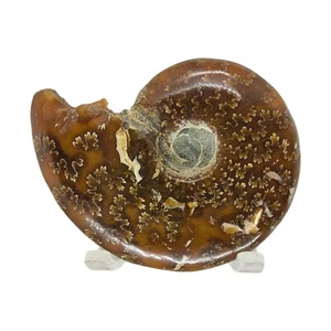 Ammonite, Fossil, 2 5/8", polished, specimen, #R-3081 - Picture 1 of 11