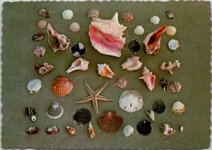 Schöne Muscheln Vintage Postkarte Spc17 - Bild 1 von 2