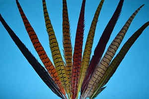Dyed  Cock  Pheasant Centre Tails - Picture 1 of 10