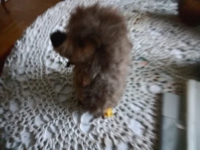 Steiff Igel Nr. 1677/14 - Bild 1 von 4