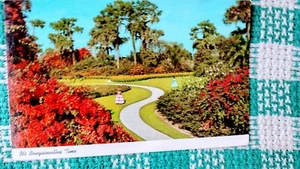 SCHÖNE POSTKARTE FLORIDAS ZYPRESSENGÄRTEN FLORIDA - Bild 1 von 14