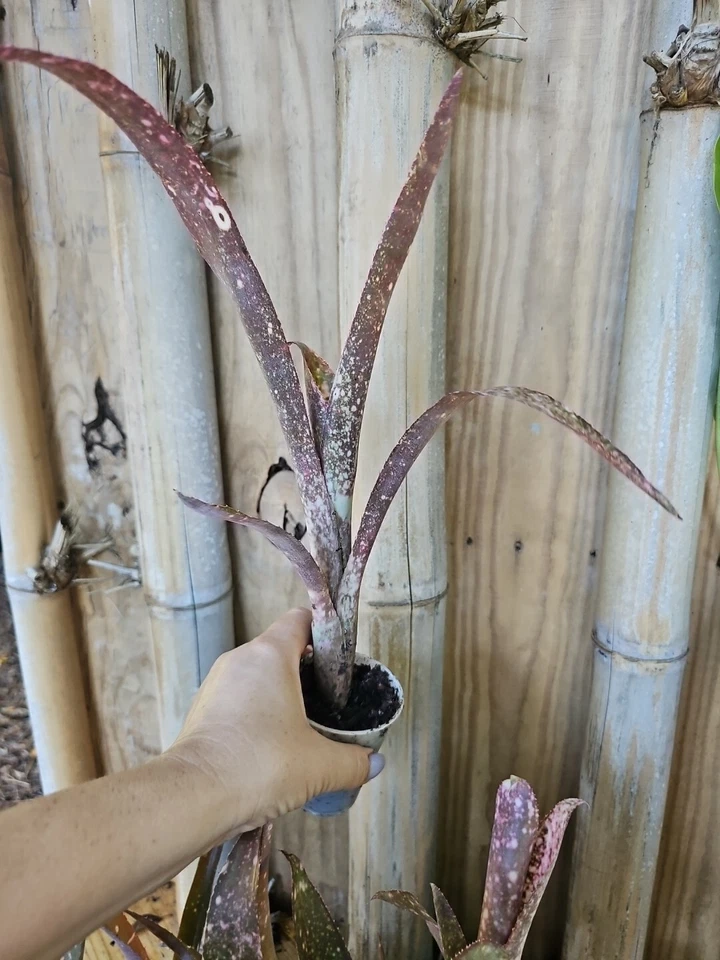 Bromeliad Billbergia Saundersi Pink Green Polka Dot Live Plant - Image 1 of 4