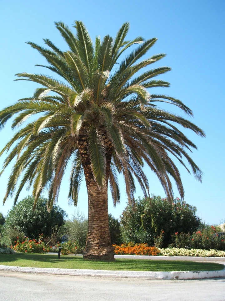 Phoenix Canariensis(Pineapple Palm) Palm Tree (1 count) - Image 1 of 4