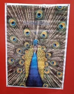 The Bluetones Expecting to Fly poster, original from 1996 GB posters - Picture 1 of 9