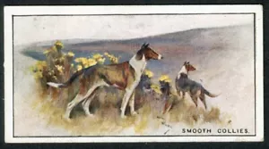 TARJETA DE CIGARRILLO SMOOTH COLLIE W D & H O WILLS 1926 EDICIÓN NUEVA ZELANDA PERRO Nº 7 - Imagen 1 de 2
