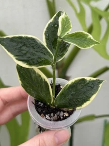✨Hoya Polyneura Variegated Albomarginata(Fishtail)✨~Established Indoor Plant🌿 - Picture 1 of 6