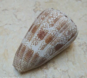 Conus Arenatus  Beautiful wow specimen Pattern red sea shell Coloration 77 mm - Picture 1 of 12
