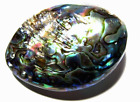 Abalone Sea Shell Mother Of Pearl Rainbow