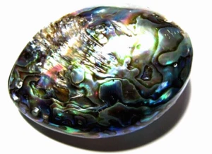 ABALONE Sea shell Mother-of-pearl RAINBOW - Picture 1 of 8