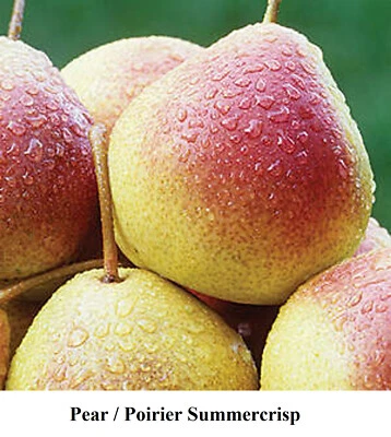 Seed Pear Pyrus Poirier Summercrisp Tree Seeds Edible Fruit Cold HARDY Fast Grow - Image 1 of 4
