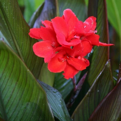 12 Canna 'Cannova 青铜 Scarlet' 可行种子 — 第 1/4 张图片