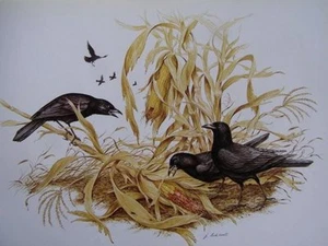 Vintage 70er Print CROW von James Lockhart - Bild 1 von 1