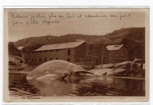 CHILE 1915 Corral Valdivia Sociedad Ballenera Ballenas SIN editor - Imagen 1 de 2