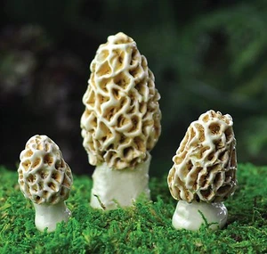 Miniatura Jardín de Hadas Morel Esculenta Setas Surtido Set 3 GB 17277 - Imagen 1 de 6