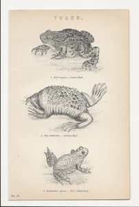 TOADS ANTIQUE BOOK PRINT c.1880 ( SIZE: 24 X 16 cm ) ALL NAMED IN LATIN - Picture 1 of 1
