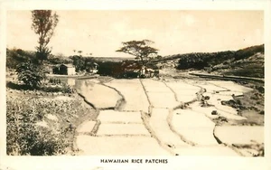 Parches de arroz de agricultura agrícola Hawaii Honolulu años 40 RPPC 23-10972 postal - Imagen 1 de 2