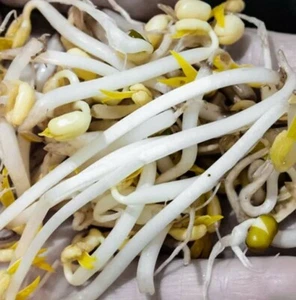 1 Oz Organic Mung Bean Seeds for Sprouting Microgreens - Free Shipping - Picture 1 of 2