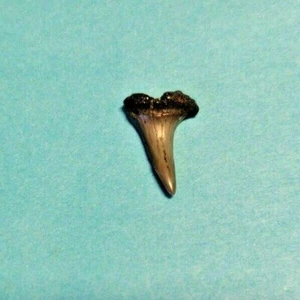 .6” Mako Fossilized Shark Tooth Found at GPS:  33.691729, -78.878605   T7 - Picture 1 of 6