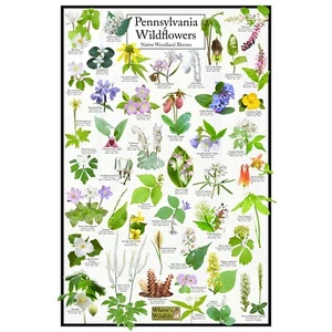 Pennsylvania Wildflowers - Póster de flores de bosques nativos | Gráfico de ciencia de flores - Imagen 1 de 5