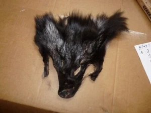 1 bolso monedero de piel de piel de zorro plateado curtido ATADO CON MOSCAS suministros artesanales nativos 1 - Imagen 1 de 4