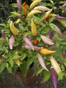Aji Omnicolor Chili - 5+ seeds - Graines - BEAUTIFUL COLOURS! - CH 029 - Bild 1 von 1