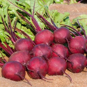 Beetroot plants 'F1 Pablo' - 6 x MEDIUM plug vegetable plants. GrowYourOwn - Picture 1 of 3