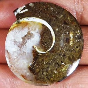 98.10 Cts 100% Natural Fossil Snail Druzy 36x39x8 mm Fossilized Gemstone Ce-759 - Picture 1 of 6