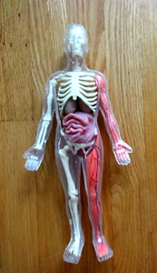 SMARTLABS TOYS SQUISHY HUMAN BODY SKELETON 12.5" PLASTIC EDUCATION TEACHING PLAY - Picture 1 of 11