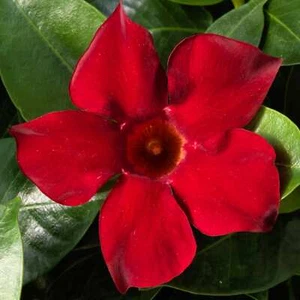 Mandevilla Madinia Deep Red Tropical Flowering Vine Live Plant 4" Pot Very Nice - Picture 1 of 2