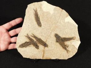 Rock AQUARIUM SIX! 50 Million Year Old Knightia FISH Fossils From Wyoming 228gr - Picture 1 of 10