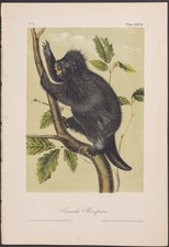 Audubon - Canada Porcupine. 36, 1854 Quadrupeds Original Hand-Colored Lithograph