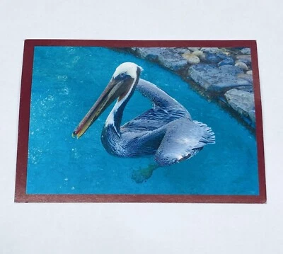 Brown Pelican - Wild Care Animal Card Saving Wildlife Art Photo Clean Planet Tc5 - Image 1 of 2
