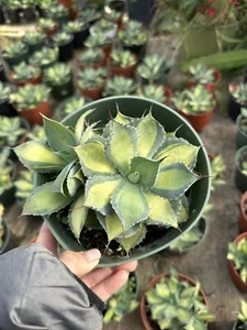 Agave Variegated Adult 'Rum Runner' In 6” Pot - Picture 1 of 1