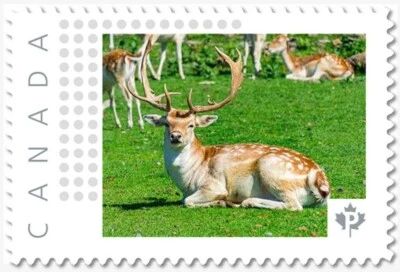 Ciervo = Sello postal con foto MNH Canadá 2019 [p19-02-sn08] Foto 1 de 2